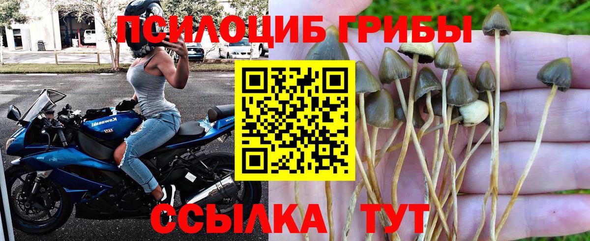 Галлюциногенные грибы Psilocybe  Алексеевка 
